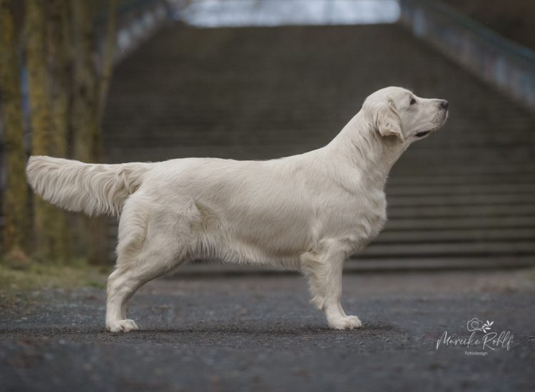 2025-dogs-zuechtertag-TILDA-09835-Bearbeitetweb