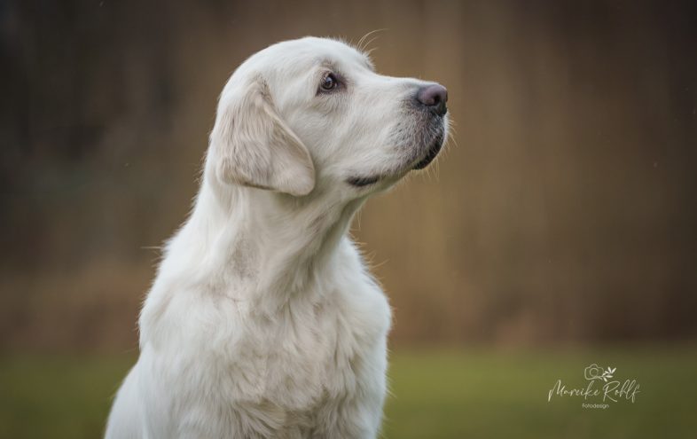 2025-dogs-zuechtertag-TILDA-09867-Bearbeitetweb